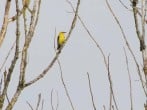 Birds Birds
